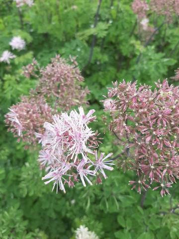 Thalictrum aquilegifolium 'Nimbus Pink' ®