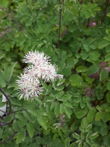 Thalictrum aquilegifolium 'Nimbus White' ®