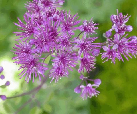 Thalictrum aquilegifolium 'Thundercloud'