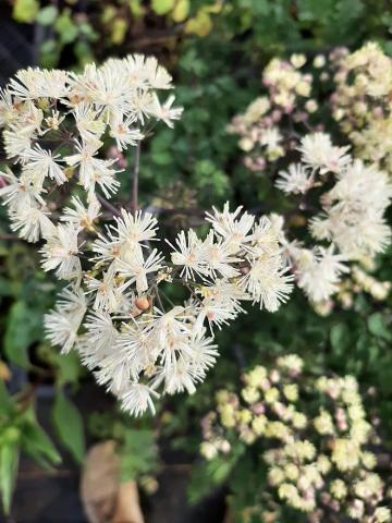 Thalictrum aquilegifolium 'White Cloud' ®