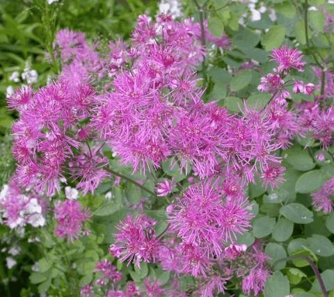 Thalictrum delavayi