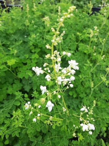 Thalictrum delavayi 'Album'