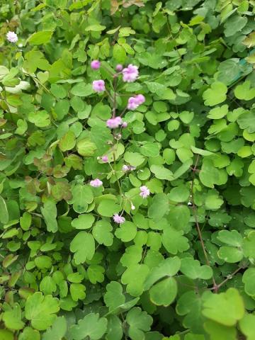 Thalictrum delavayi 'Hewitts Double'