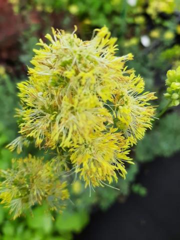 Thalictrum flavum 'Glaucum'