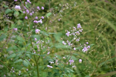 Thalictrum hybride 'Elin'