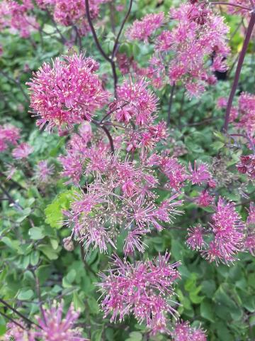 Thalictrum hybride 'Little Pinkie'
