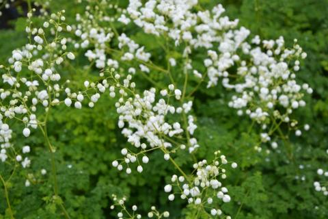 Thalictrum hybride 'Splendide White' ®