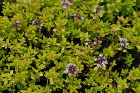 Thymus citriodorus 'Aureus'