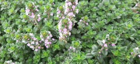 Thymus citriodorus 'Lemon'