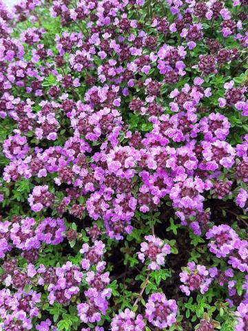 Thymus citriodorus 'Silver Queen'