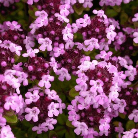 Thymus hybride 'Doone Valley'