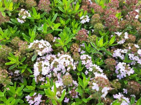 Thymus longicaulis