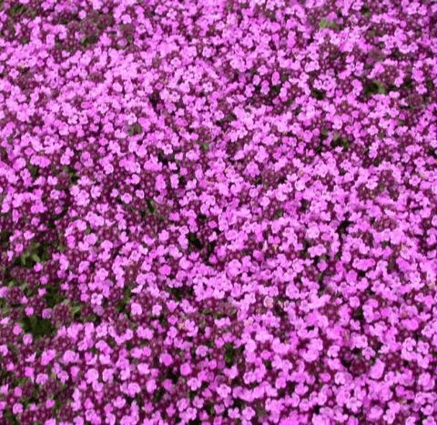 Thymus praecox 'Purple Beauty'