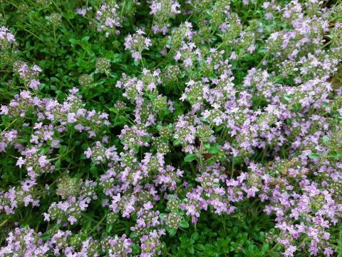 Thymus praecox 'Pink Chintz'