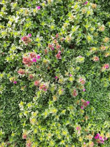 Thymus praecox 'Red Carpet'