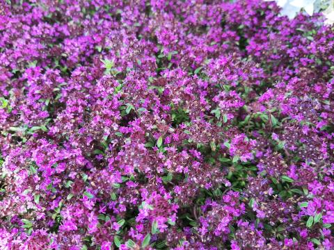 Thymus praecox 'Red Carpet'