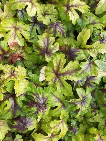 Tiarella cordifolia 'Jeepers Creepers' ®