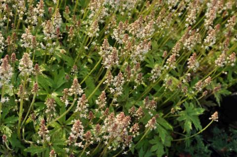 Tiarella cordifolia 'Moorgrun'