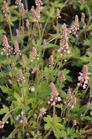 Tiarella cordifolia 'Pink Bouquet'