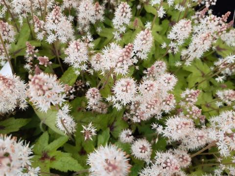 Tiarella cordifolia 'Pink Bouquet'