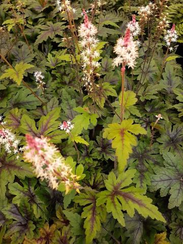 Tiarella cordifolia 'Sugar and Spice' ®