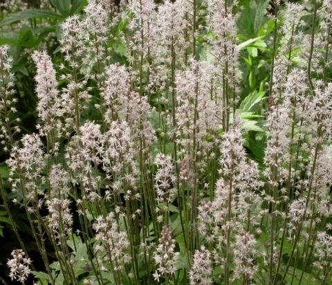 Tiarella cordifolia 'Skeleton Key'