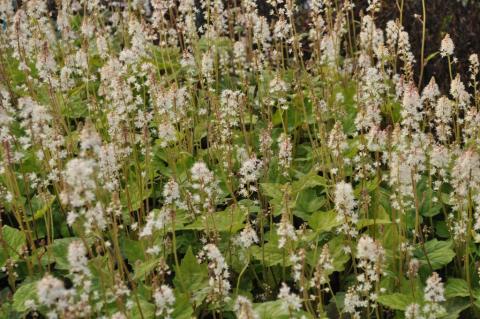 Tiarella wherryi