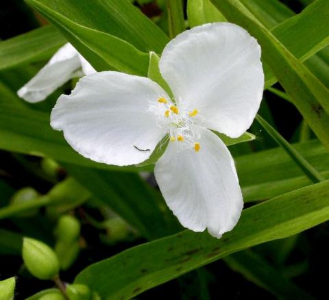 Tradescantia hybride 'Innocence'