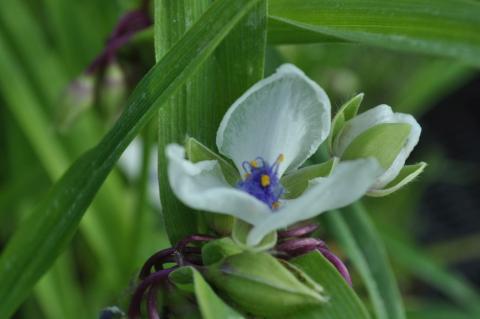 Tradescantia hybride 'Osprey'