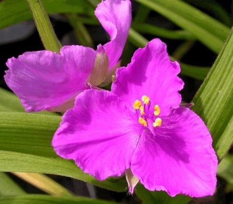 Tradescantia hybride 'Rubra'