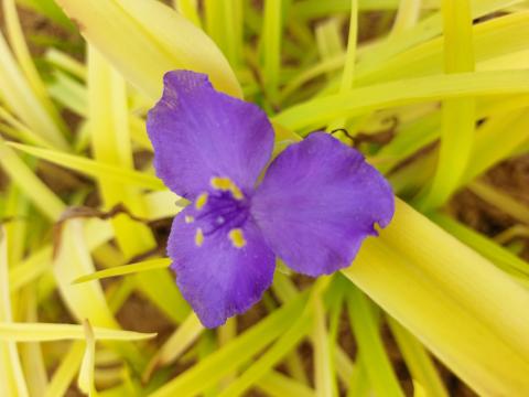 Tradescantia hybride 'Sweet Kate' ®
