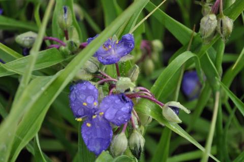 Tradescantia hybride 'Zwanenburg Blue'