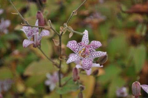 Tricyrtis formosana