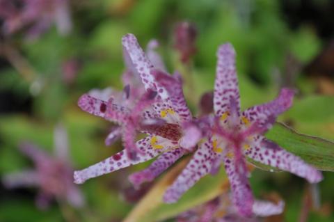 Tricyrtis formosana 'Dark Beauty'