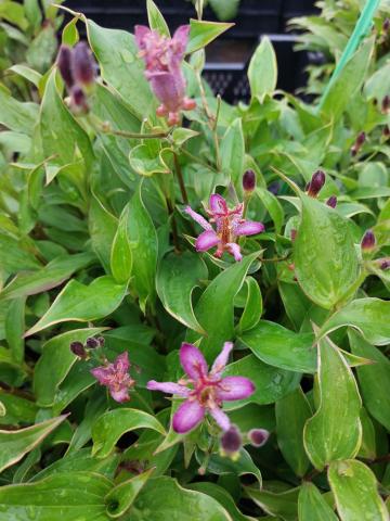 Tricyrtis formosana 'Samurai'