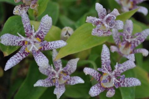 Tricyrtis hirta