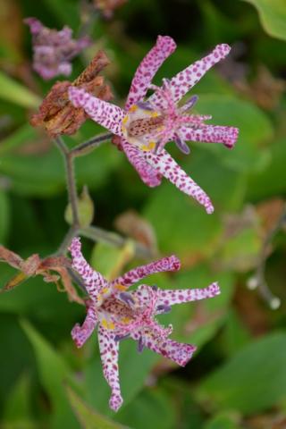 Tricyrtis hybride 'Sinonome'