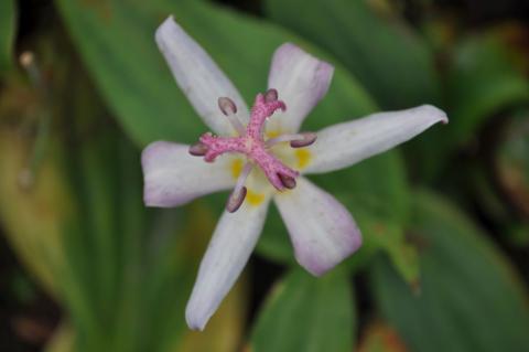 Tricyrtis hybride 'Tojen'