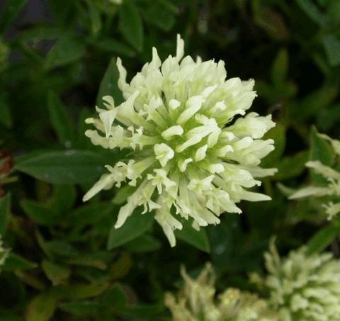 Trifolium ochroleucon