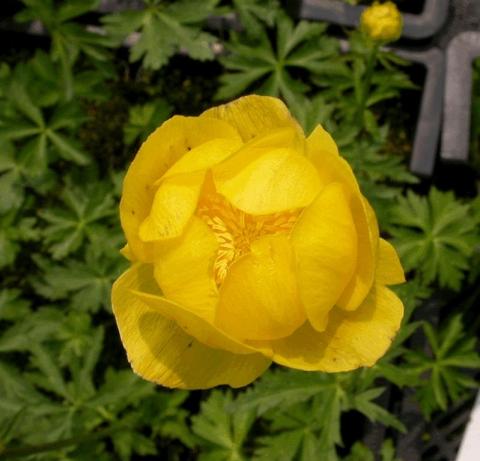 Trollius europeus