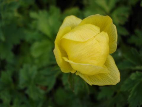 Trollius hybride 'Alabaster'