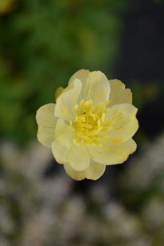 Trollius hybride 'Alabaster'