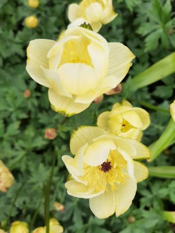 Trollius hybride 'Cheddar'