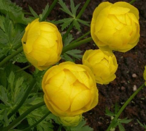 Trollius hybride 'Lemon Queen'