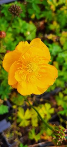 Trollius hybride 'New Moon'