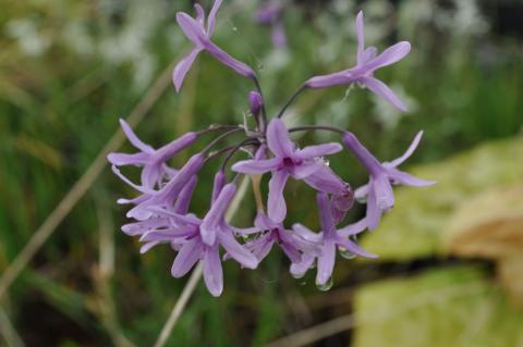 Tulbachia violacea