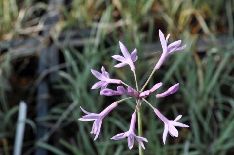 Tulbachia violacea 'Silver Lace'