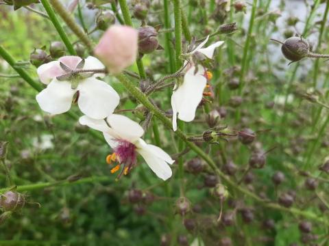 Verbascum blattaria 'Albiflorum'