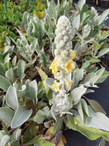 Verbascum bombyciferum