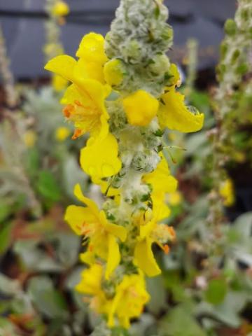 Verbascum bombyciferum